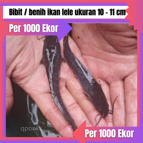 Bibit / benih ikan lele ukuran 10 - 11 cm per 1000 ekor