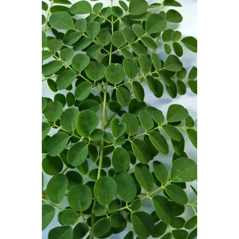 

Daun kelor segar baru di petik 1kg