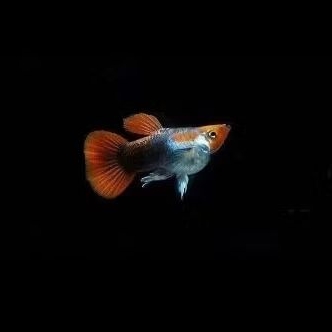 hiasan aquarium guppy TUXEDO koi short body