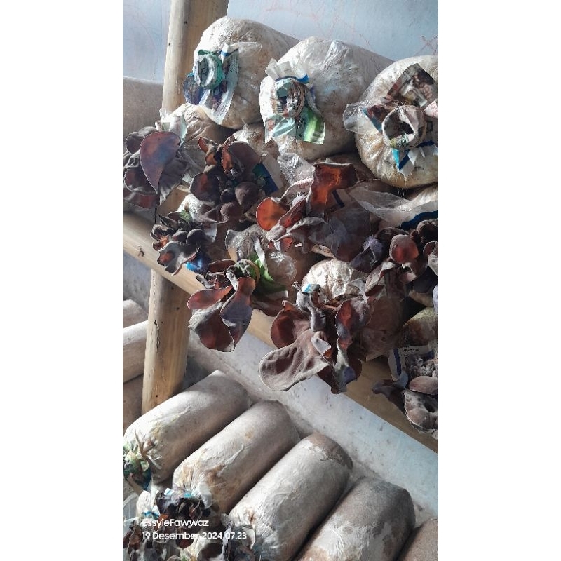 

Jamur Kuping Kering 250 gram