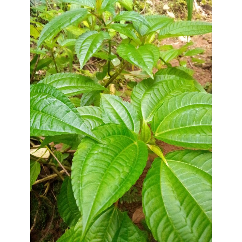 

promo bibit sayur Pohpohan