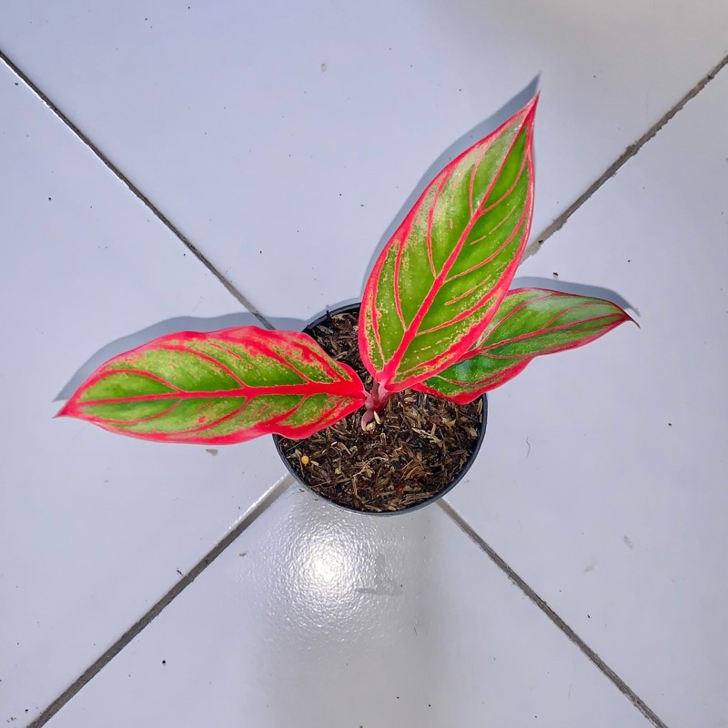 Aglaonema jayanti