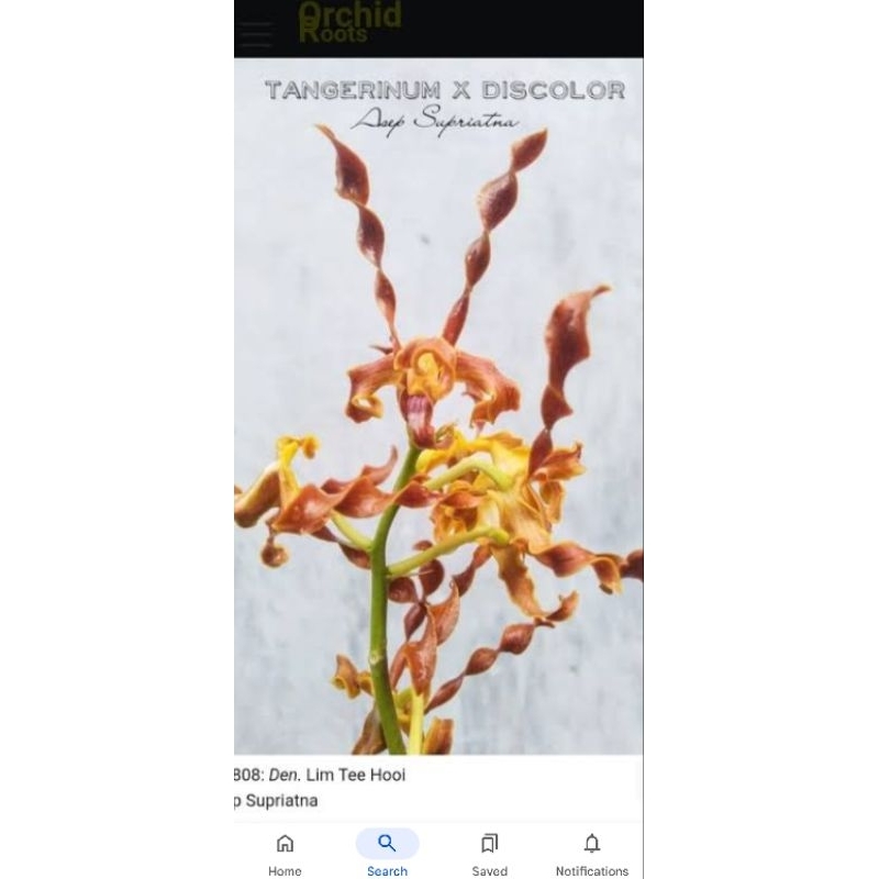 Dendrobium Lam Tee Hoi (Tangerinum X Discolor)