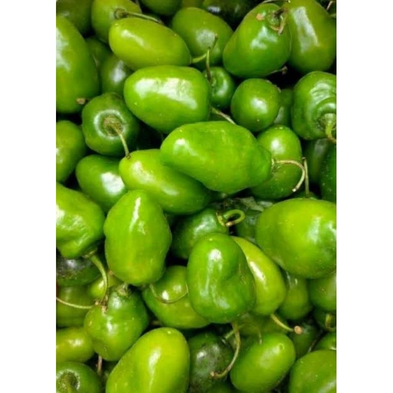

cabai gendot / habanero khusus pulau Jawa bali