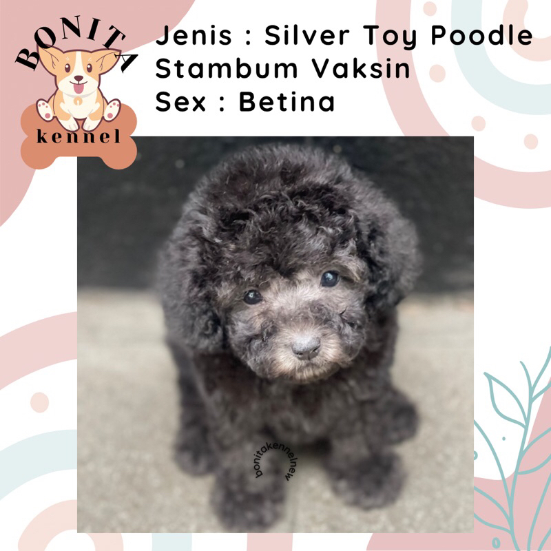 Fawn Apricot Silver Tiny Toy Poodle Stambum Anakan Anjing Poodle Putih