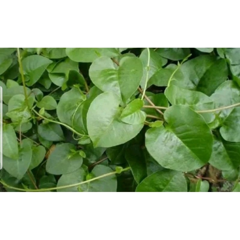 

Daun Binahong Segar 50 gram