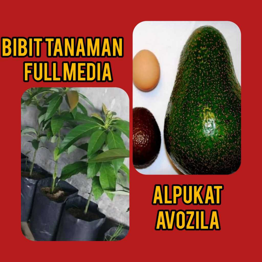 Bibit Alpukat Avozilla Full Media