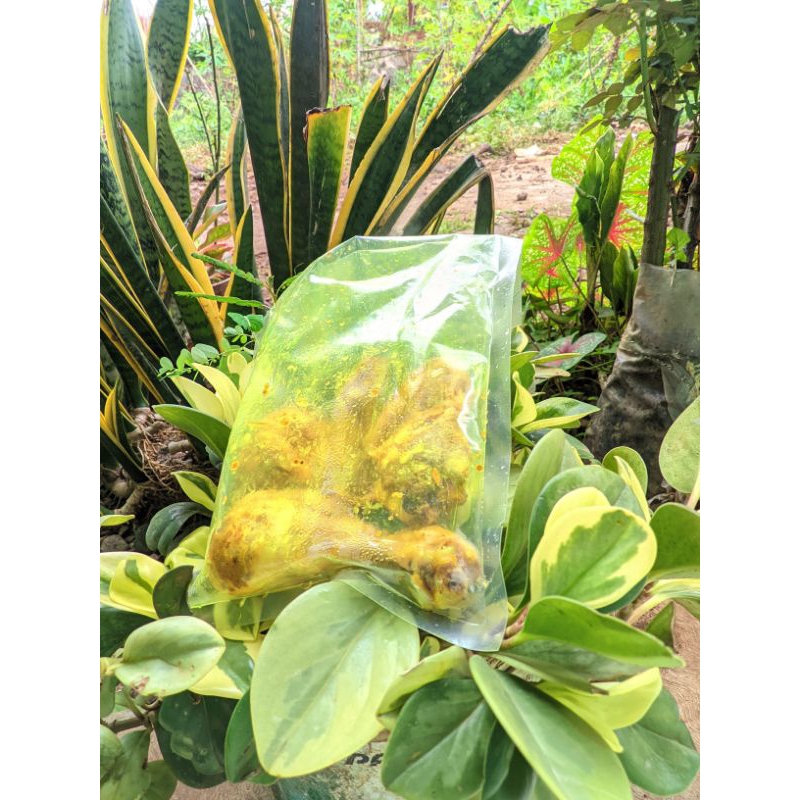 

ayam ungkep frozen food