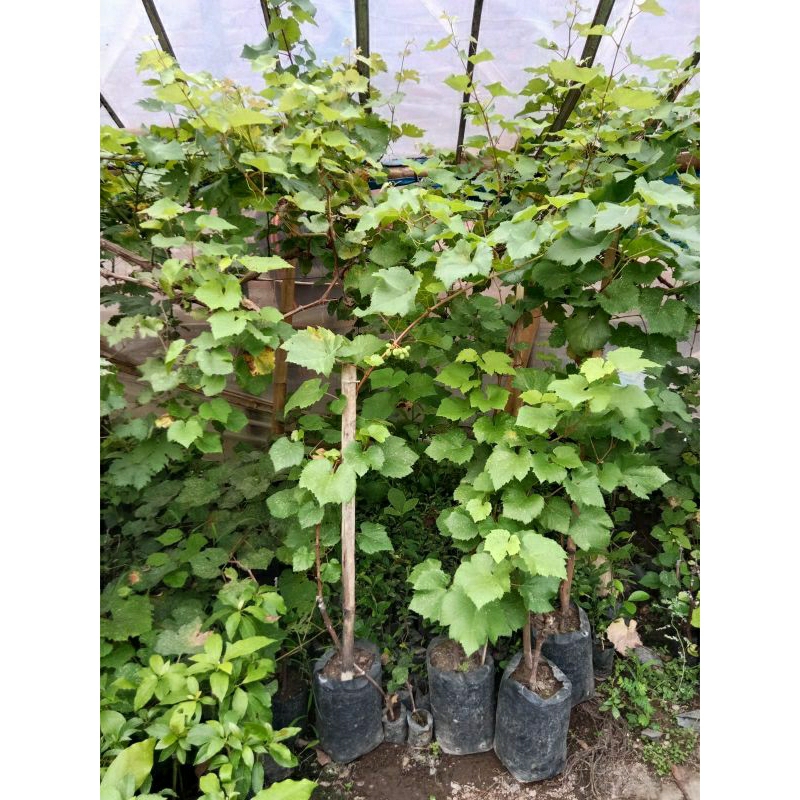 Neysa* Bibit Anggur Import Jupiter Grafting Tinggi ±1,5 Meter Sudah Pernah Berbuah Dalam Planterbag