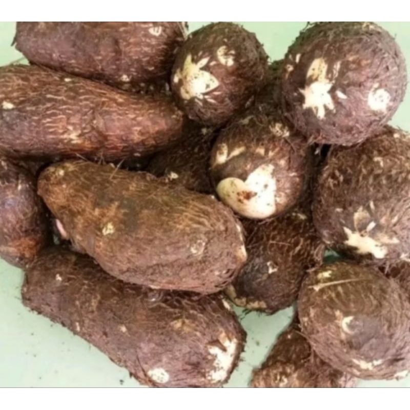 

umbi talas pulen mantap 1 kg