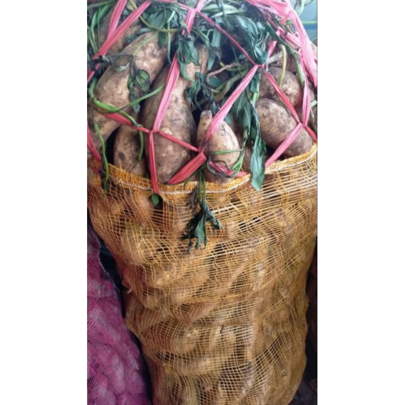 

mantang madu telor/muntul