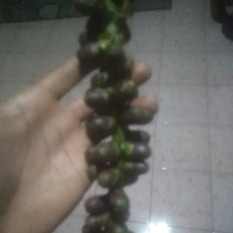 

1 kg bunga aren/kaung/ segar