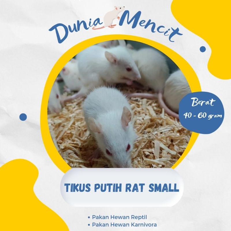 Tikus Putih Rat Small