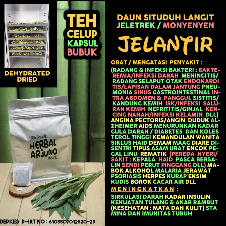 

Dehydrated Dried Teh Celup Kapsul Bubuk Daun Jelantir Situduh Langit Obat Angin Duduk Alzheimer Asam Urat Rematik Pegal Linu AIDS Infeksi Radang Pneumonia Sinus Meningitis Kemih Kesuburan Gonore Ginjal Herpes Diabetes Kolesterol Tipus Maag Herbal Alami
