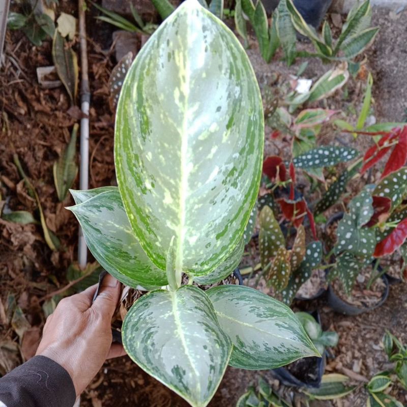 bunga aglonema diven silver dewasa/rumpunan info chat
