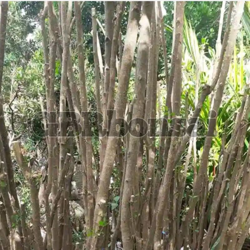 stek batang mentaos panjang 80 cm sampai 1 meter_jalitri_rata rata Sejempol tangan atau kaki