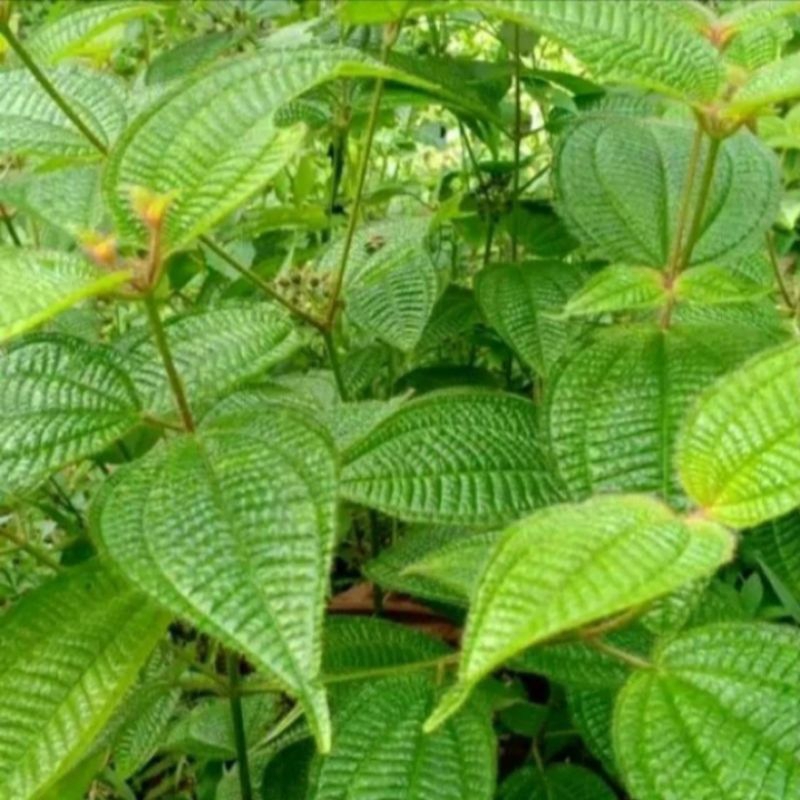 

Daun Senggani bulu atau harendong bulu segar fresh 100gram