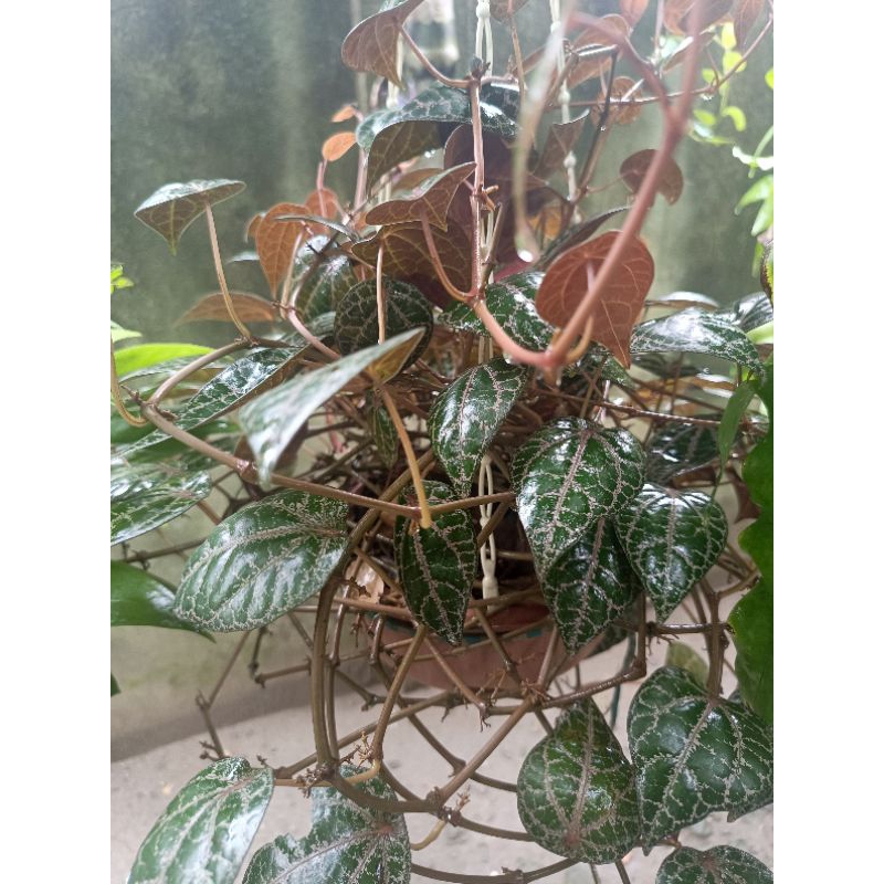 

Daun Sirih Merah Segar - Dipetik Saat Ada Pesanan