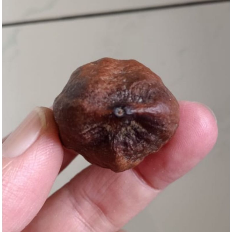 Kemiri Muncang Adu LK Ori Pasangan Tinggi Simetris