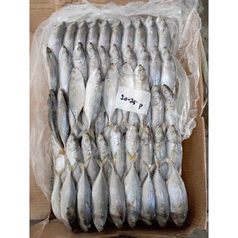

Ikan kembung, Lobster laut