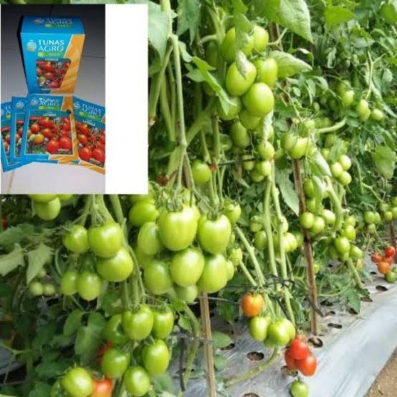 BENIH TOMAT LATANSA BUAH LEBAT dan TAHAN VIRUS Kemasan 10 gr