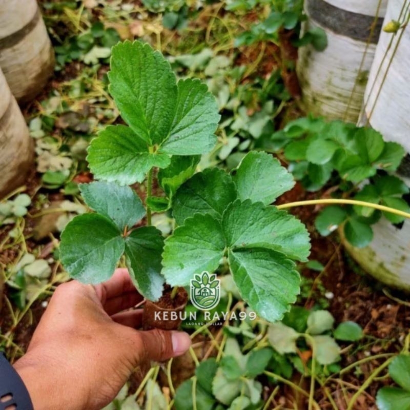 KEBUN RAYA- Bibit Strawberry Mencir Siap Tanam
