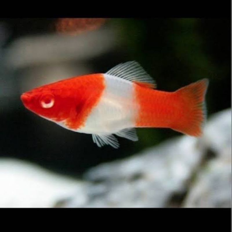 IKAN HIAS AQUASCAPE PLATY SANTA