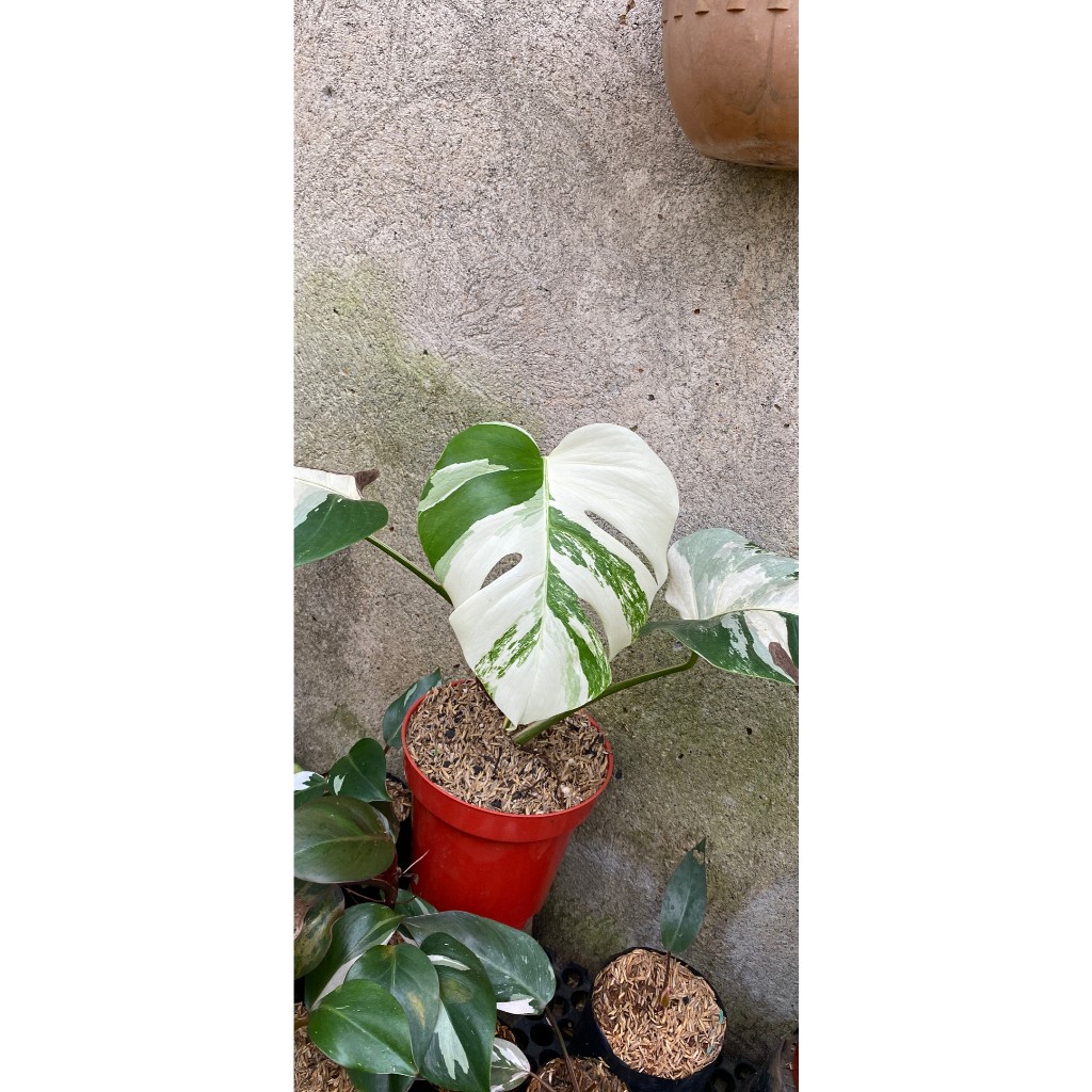 monstera variegata white tiger