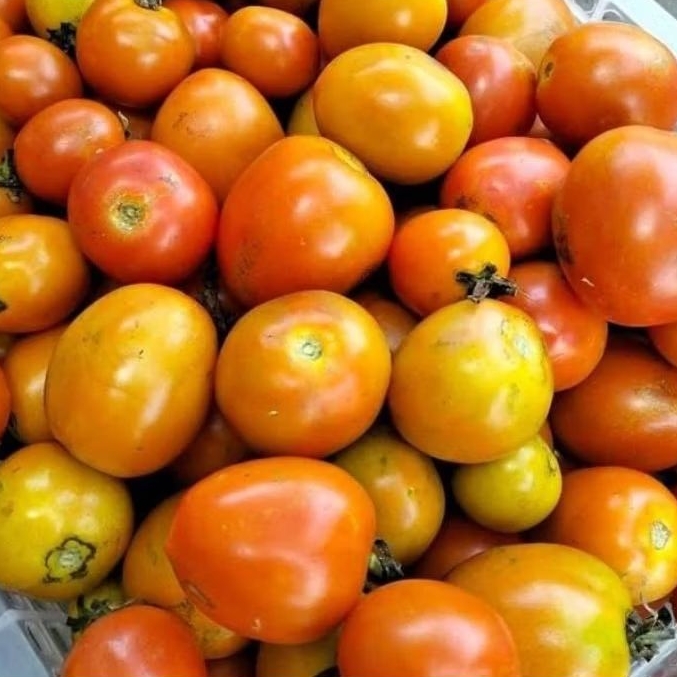 

Tomat Merah 500gr