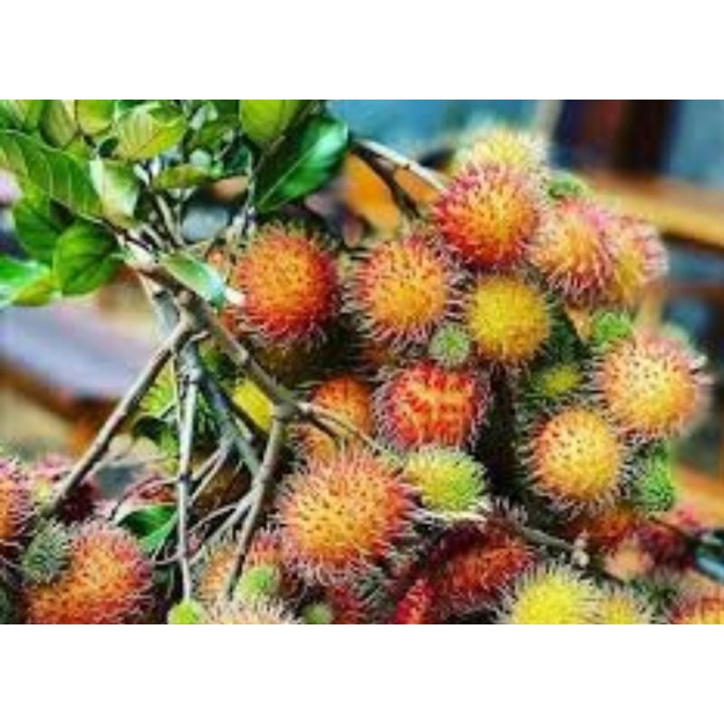 

buah rambutan ace 1 kg
