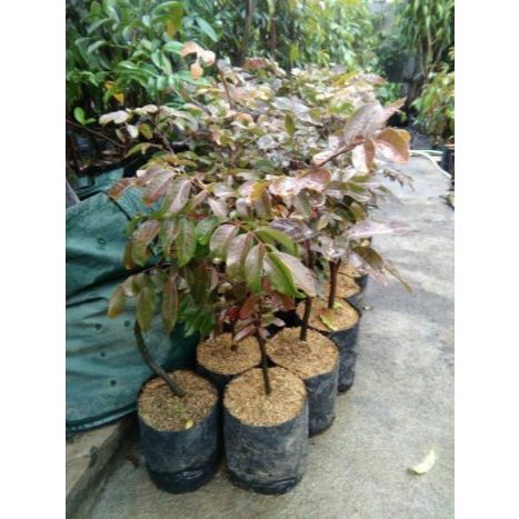 Bibit Pohon Buah Kelengkeng Lengkeng Klengkeng Merah Besar Super Unggul