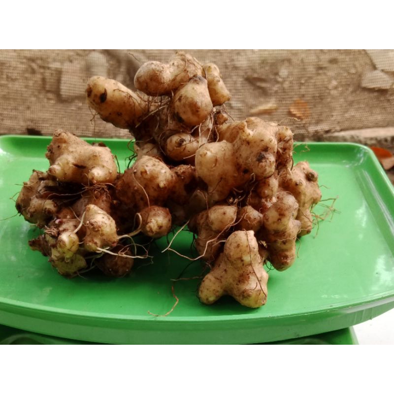 

Umbi daun dewa segar (per 500 gram)
