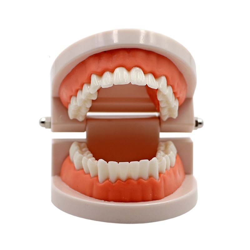 

Model study edukasi dokter gigi/Dental Teaching Model /Model Gigi Patung Ortodontik Phantom