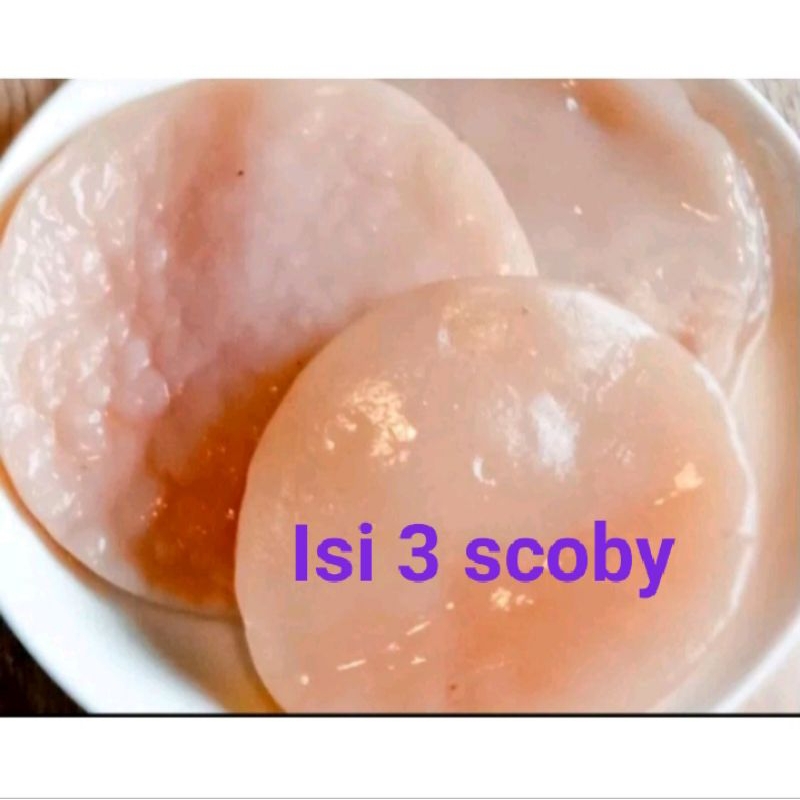 

Scoby Bibit Kombucha diameter 5 cm isi 3 ( plus starter 100 ml )