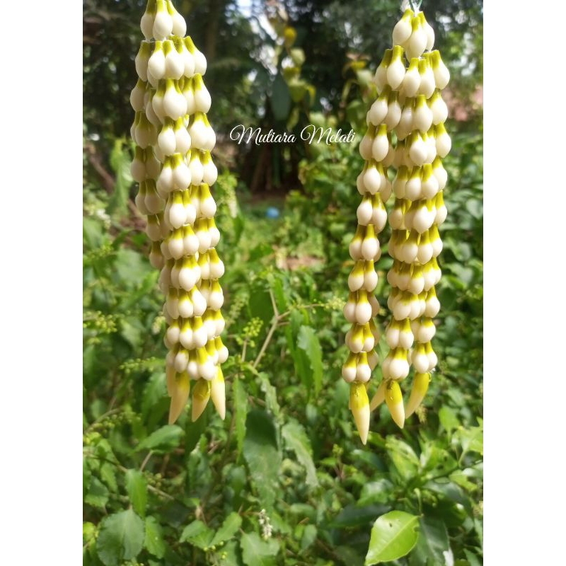 BANDO & RUMBAI MELATI MINANG MELATI SULTAN PREMIUM MELATI IMITASI MIRIP ASLI