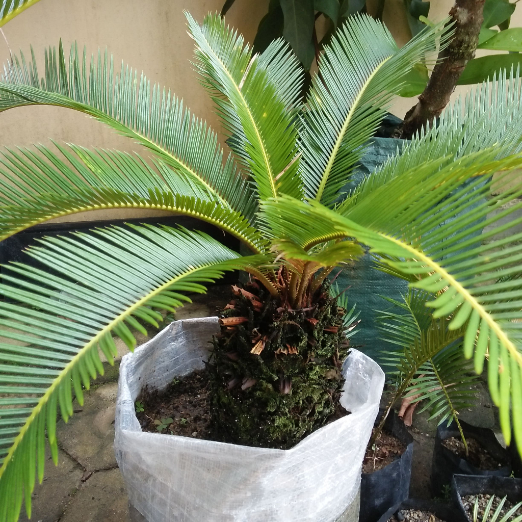 Pohon Palem Sikas Besar Cycas sp.