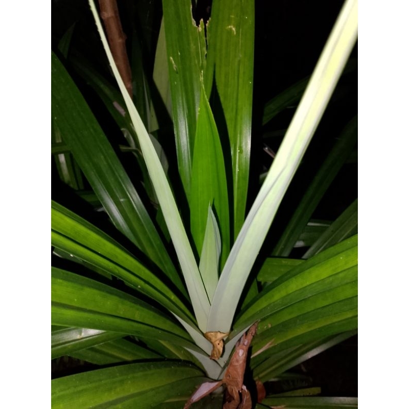 

DAUN PANDAN SEGAR FRESH 50 LEMBAR