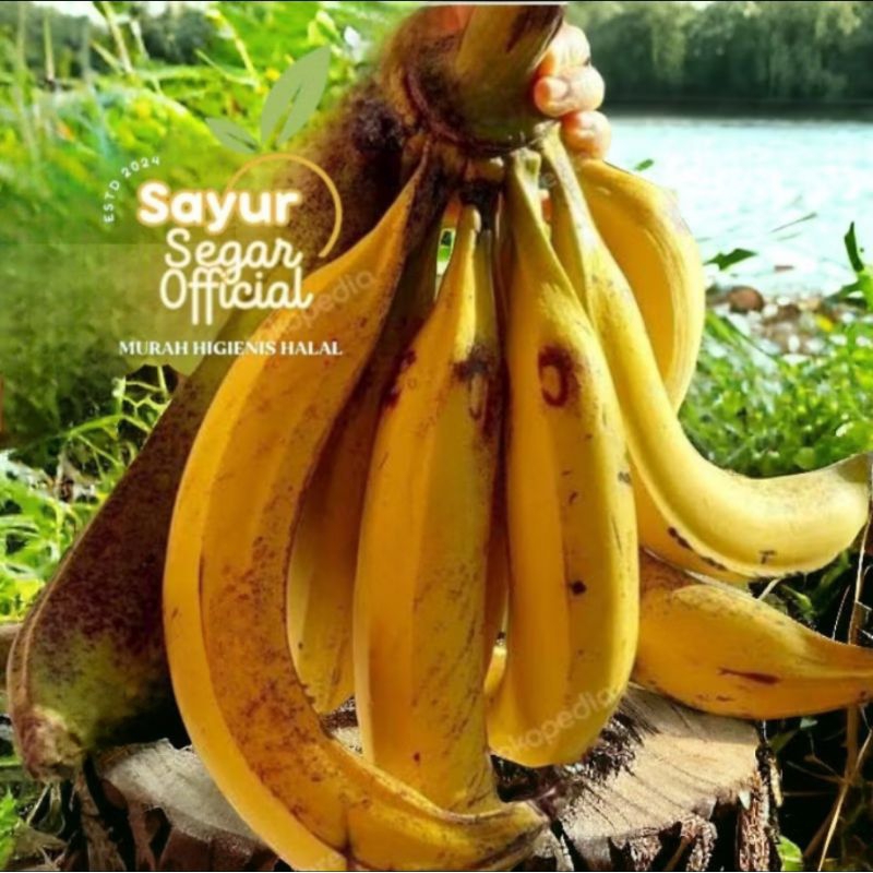 

Buah Pisang Tanduk Super / Biji