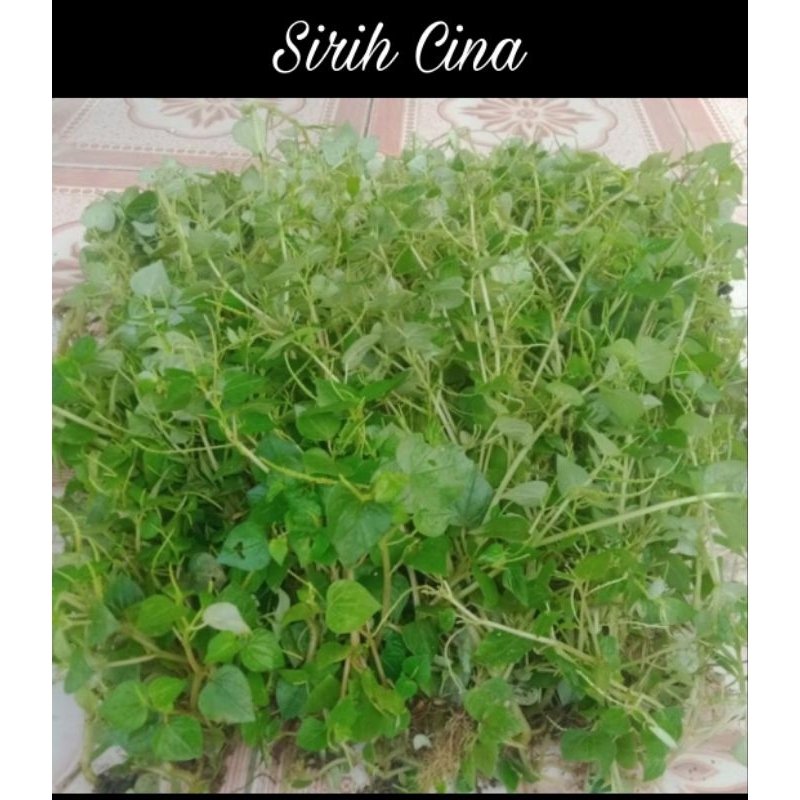 

Daun Sirih Cina 250 gr
