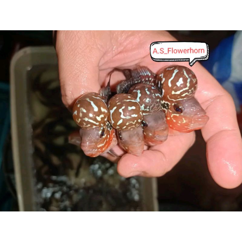 Burayak Louhan KSRD Thailand