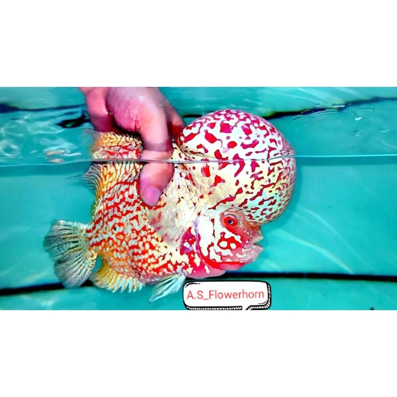 Burayak Louhan Kamfa F2 Twotone Thailand