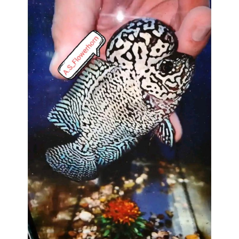 Burayak Louhan Kamfa F4 Thailand