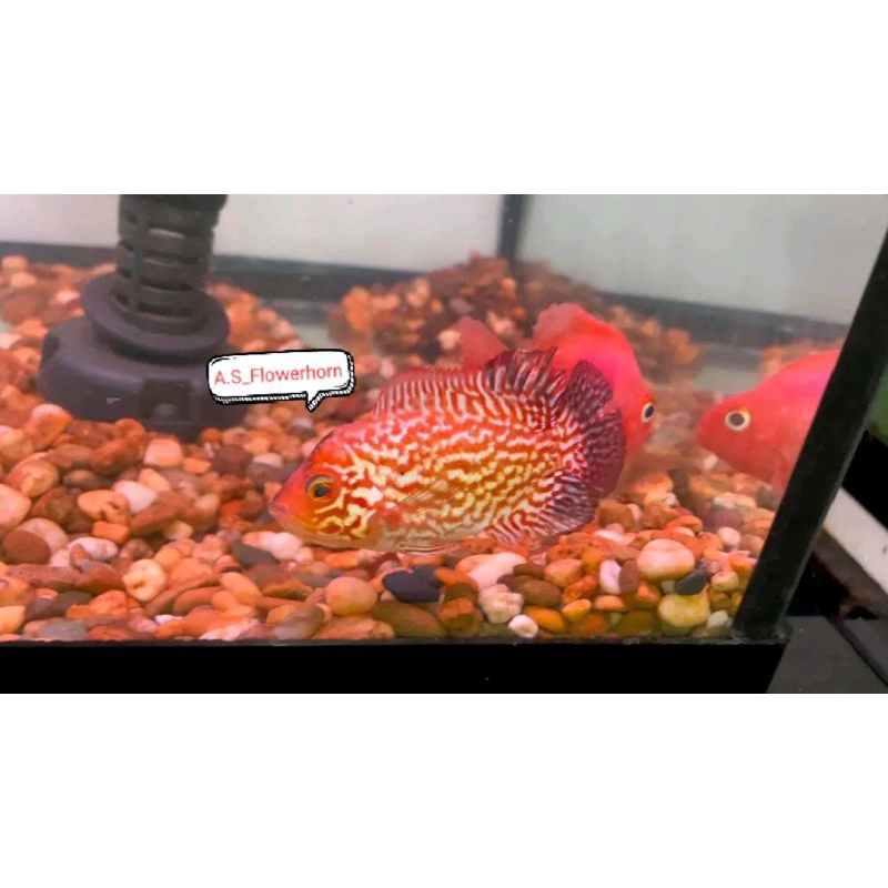 Burayak Louhan Female GoldenBase Kamfa Thailand