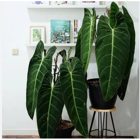 philodendron melano narrow jumbo