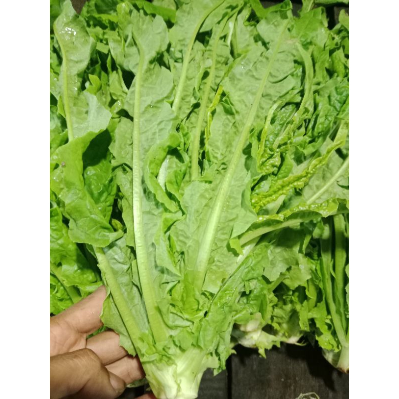 

sayur siongbak songbak 250gr