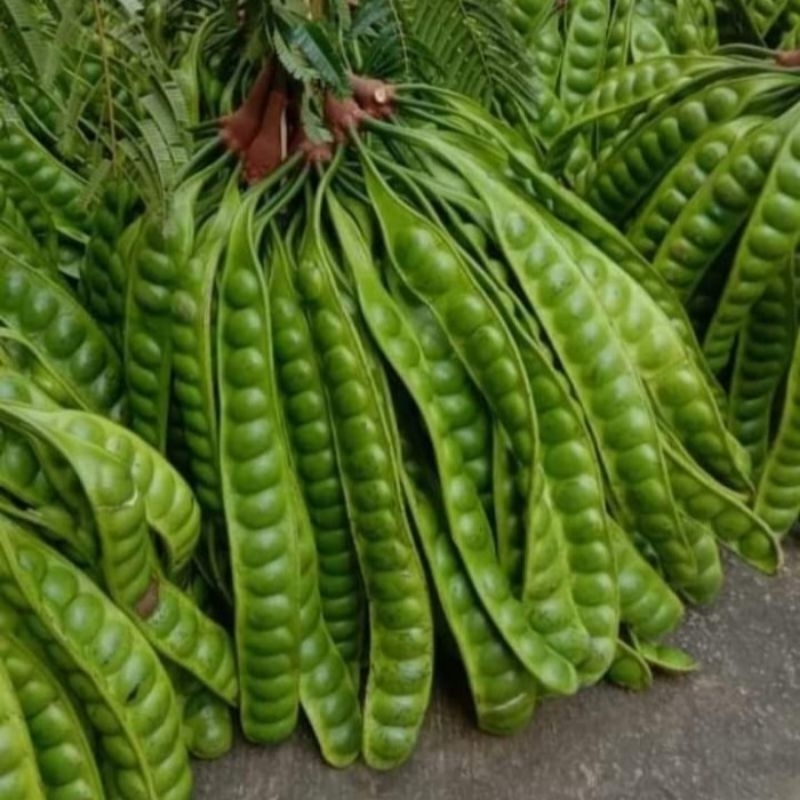 

COD termurah petai tua per papan / per lonjor