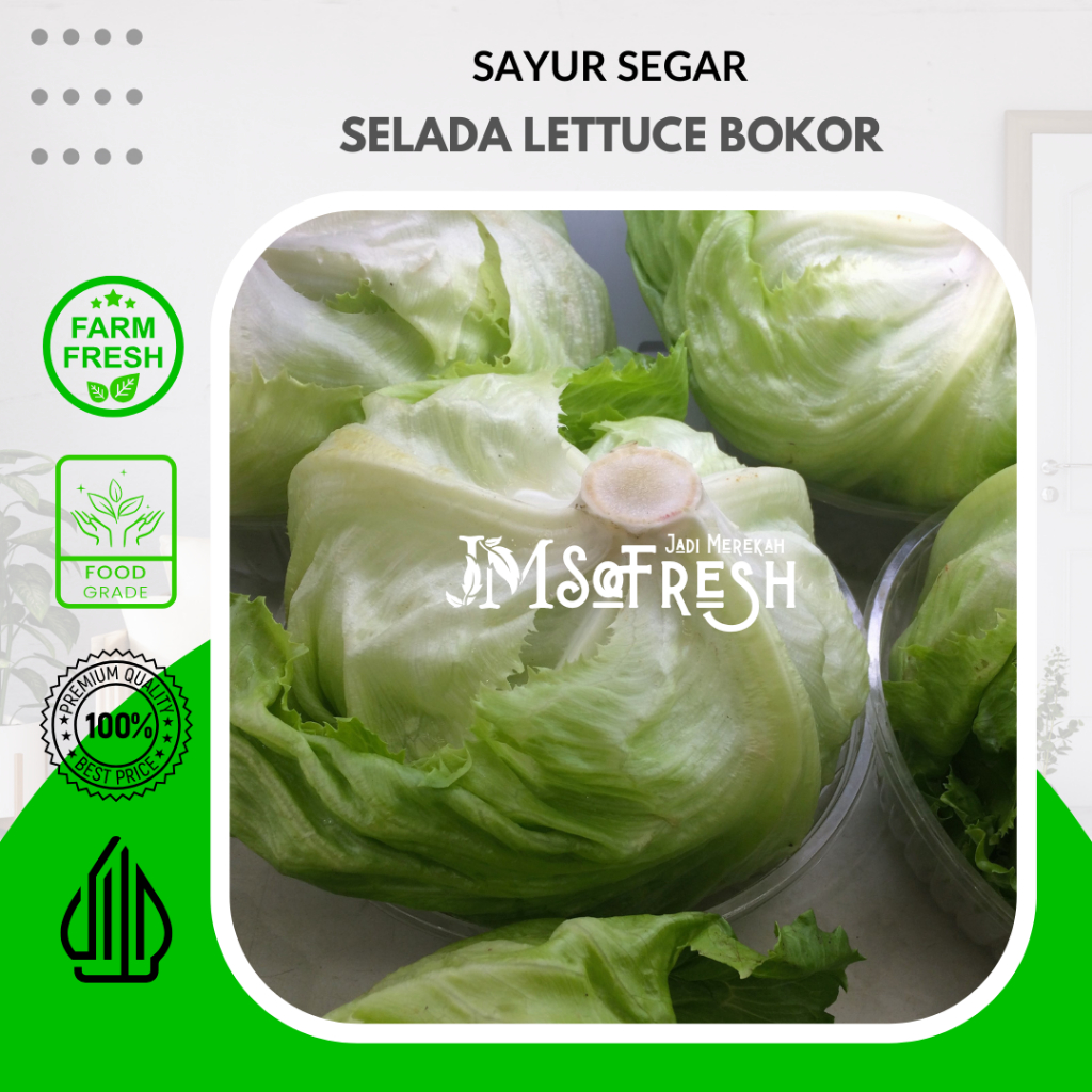 

[JM SoFresh] Selada Lettuce Bokor