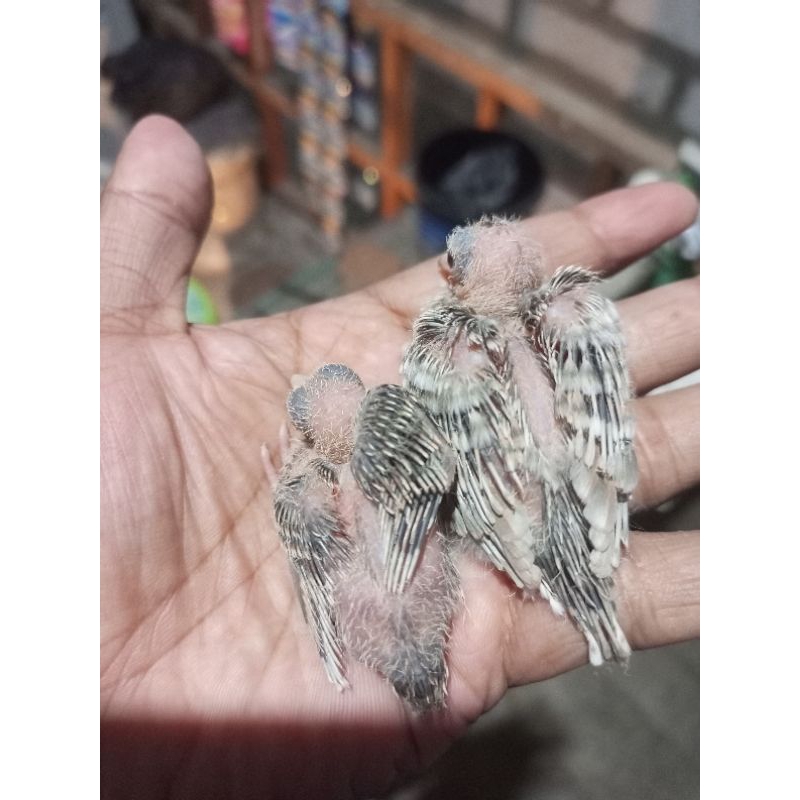 lolohan perkutut silver sepasang