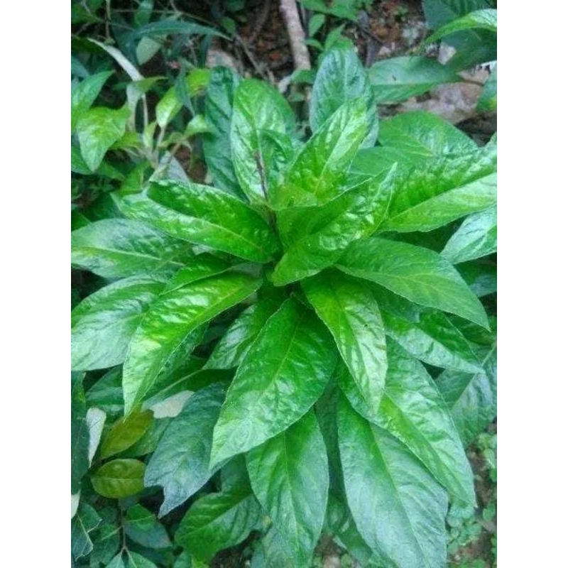 

DAUN RENDE DAUN REUNDEU LALAPAN KHAS SUNDA 100GRAM
