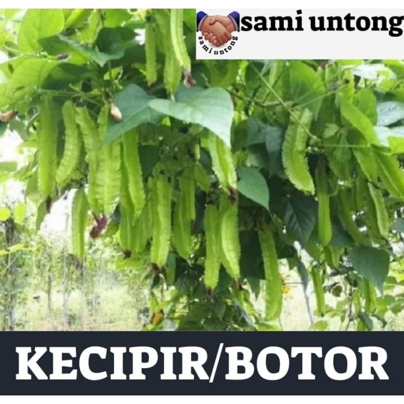 BENIH KECIPIR HIJAU PANJANG SUPER benih sayuran merambat
